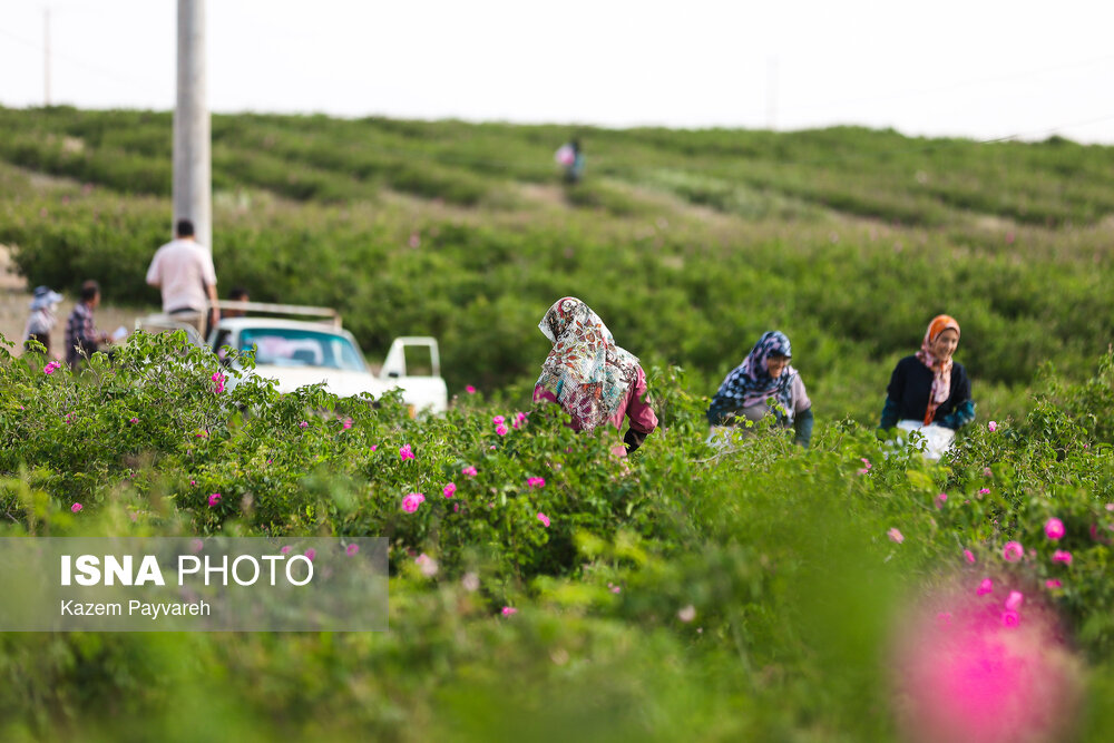 برداشت گل محمدی و گلاب‌گیری در کاشان
