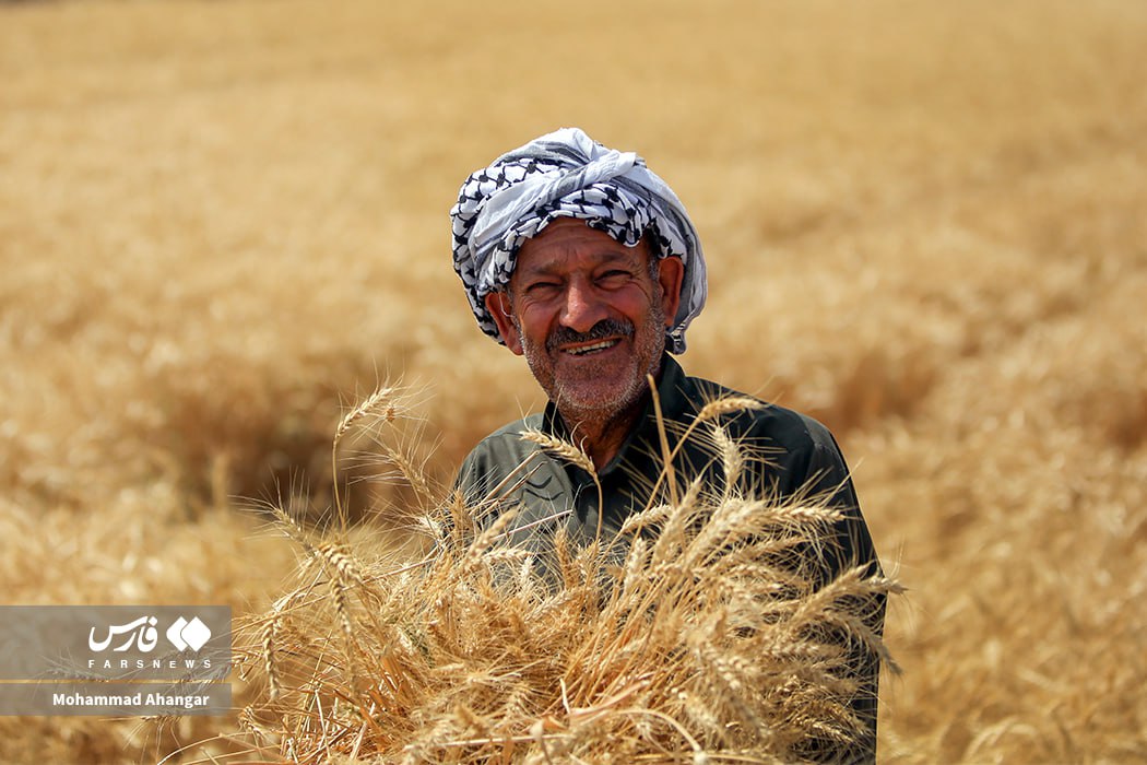 تصاویر زیبای برداشت گندم در دشت آزادگان