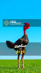 جنگجوی تاج دار