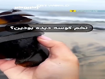 تاحالا تخم کوسه رو دیده بودین؟
