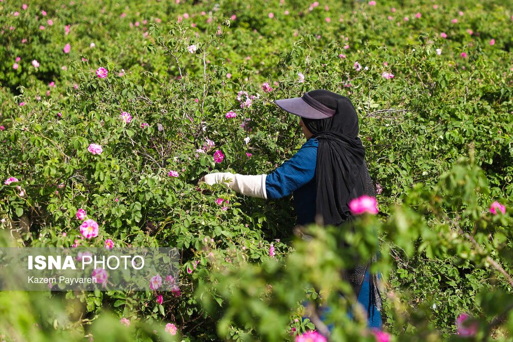برداشت گل محمدی و گلاب‌گیری در کاشان