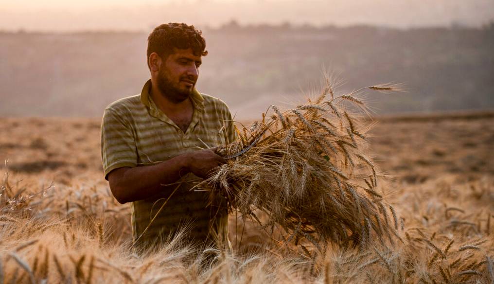 خرید تضمینی گندم از 1.5 میلیون تن گذشت؛ پیش‌بینی تولید 12 میلیون تن