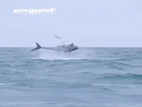 ماهیِ تُن باله آبی درحال شکار
