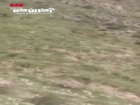 تصاویری از خرس قهوه ای در ارتفاعات ترگور ارومیه