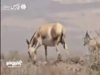 تولد اولین گور ایرانی در پارک ملی کویر گرمسار 