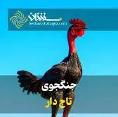 جنگجوی تاج دار