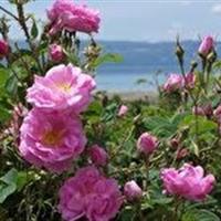 کشت گل محمدی در ۳۶۰ هکتار از اراضی چهارمحال و بختیاری