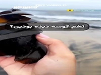 تاحالا تخم کوسه رو دیده بودین؟