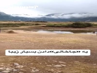 حرکت فریبنده غزال؛ یوزپلنگ را محو کرد!
