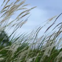 باد و گردوخاک پدیده غالب در کرمان طی هفته جاری