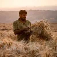 خرید تضمینی گندم از ۱.۵ میلیون تن گذشت؛ پیش‌بینی تولید ۱۲ میلیون تن