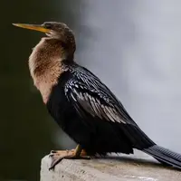 نمایش خیرهکننده رقص عاشقانه آنهینگای نر در طبیعت