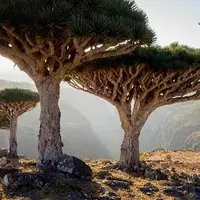 سوکوترا در یمن یکی از زیباترین جزایر جهان محسوب می شود