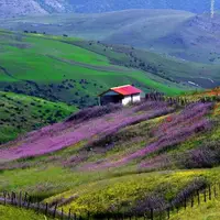  گل های بهاری تالش