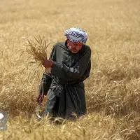 تصاویر زیبای برداشت گندم در دشت آزادگان