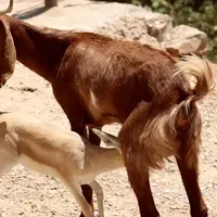 بزی که بچه‌اش را از دست داده، مادر بره آهوی یتیم شد‌
