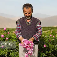 برداشت گل محمدی و گلاب‌گیری در کاشان