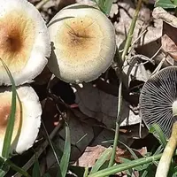 آمار هولناک فوتی‌ها و مسمومان با قارچ سمی در سال جاری