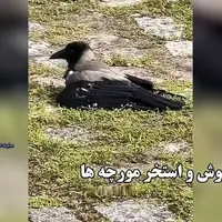رفتار عجیب کلاغ‌ها؛ شیرجه به میان مورچه‌ها برای «درمان»