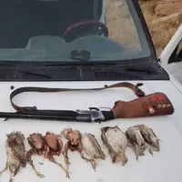 دستگیری ۳ گروه متخلف شکار پرنده در گچساران