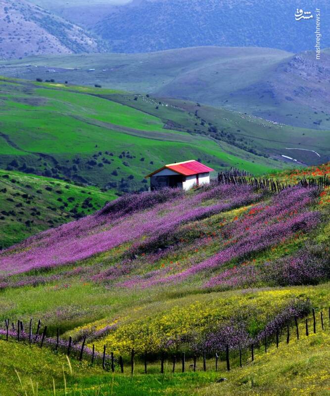  گل های بهاری تالش