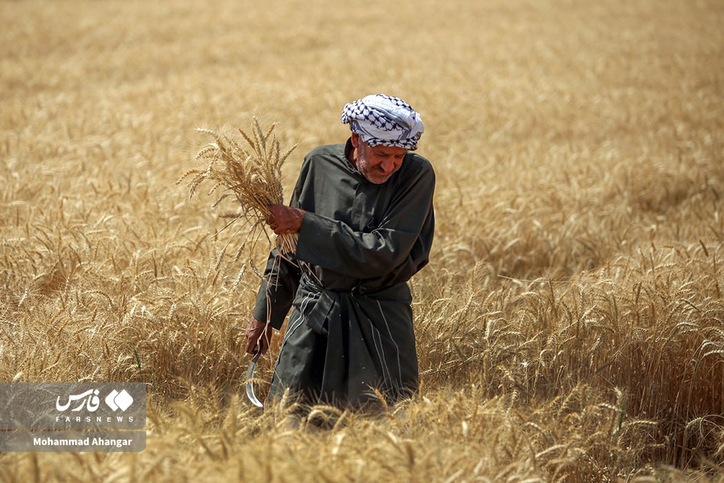 تصاویر زیبای برداشت گندم در دشت آزادگان