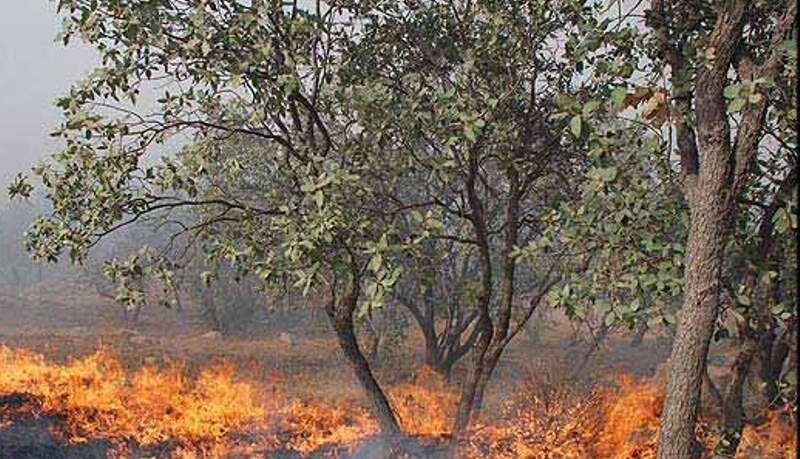 برخورد قاطع با مسببان آتشسوزی عمدی جنگلها در کهگیلویهوبویراحمد