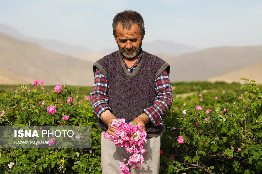 برداشت گل محمدی و گلاب‌گیری در کاشان