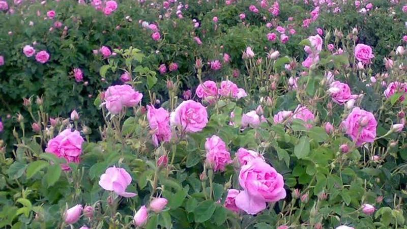 برداشت بیش از ۱۰۰۰ تن گل محمدی در لرستان