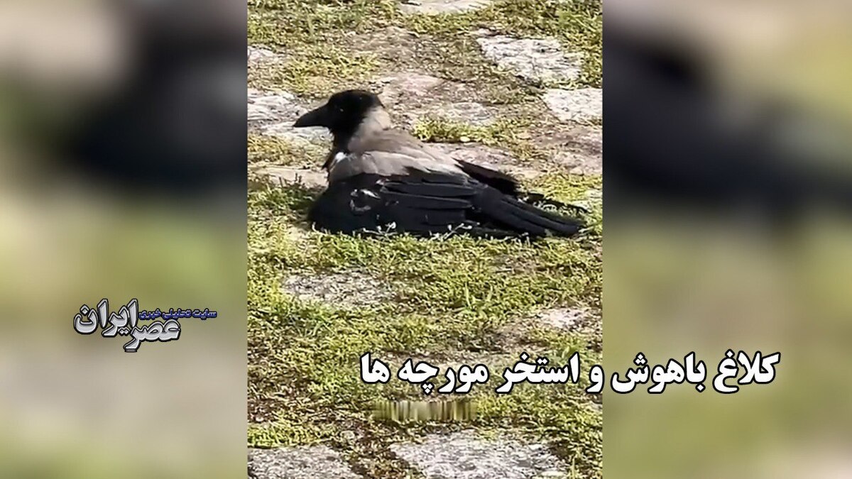 رفتار عجیب کلاغ‌ها؛ شیرجه به میان مورچه‌ها برای «درمان»