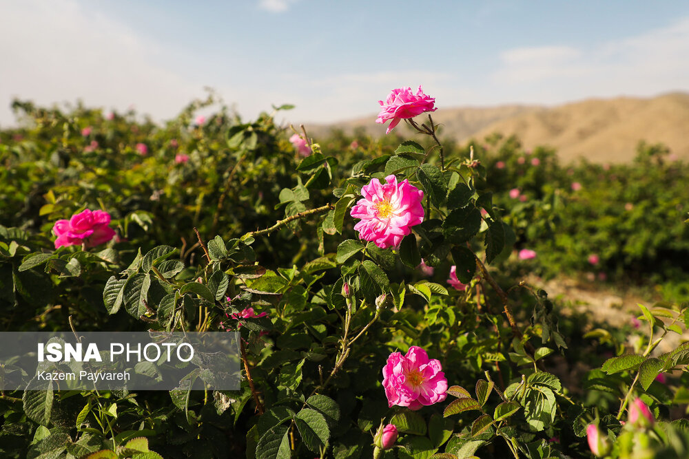 برداشت گل محمدی و گلاب‌گیری در کاشان