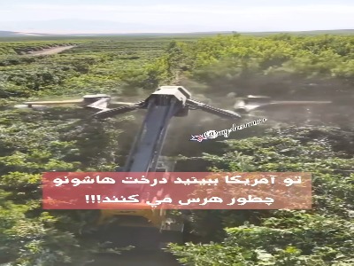 هرس درختان در آمریکا