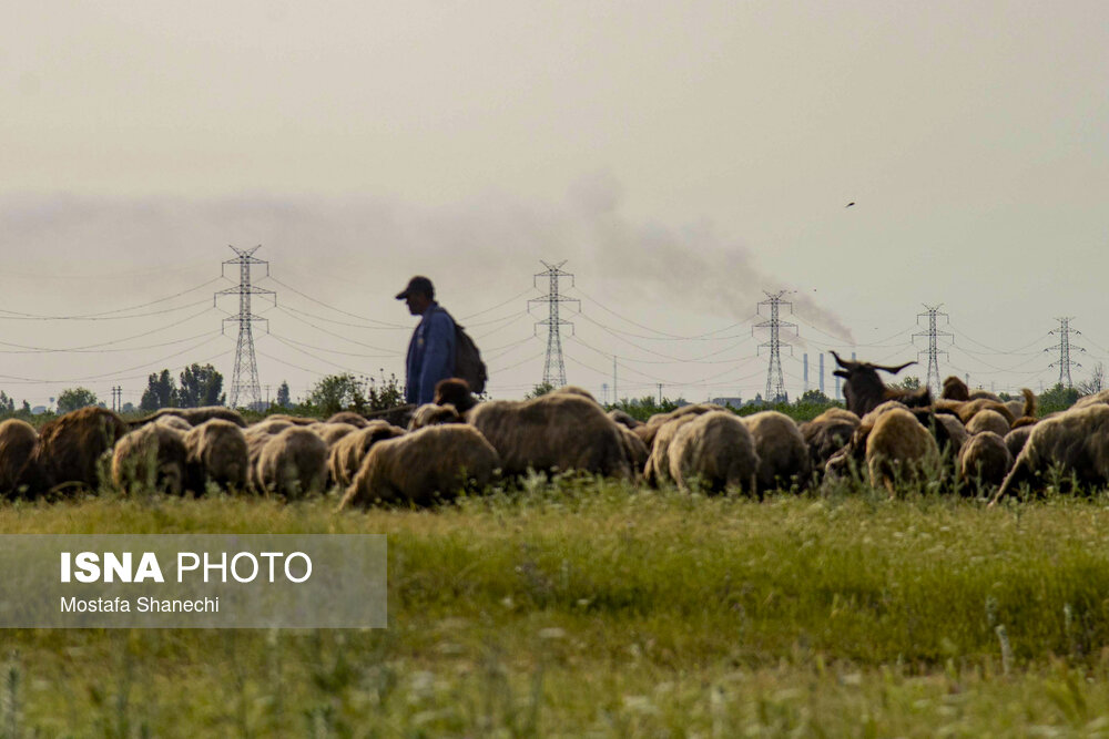 طبیعت میانکاله در اسارت فنس؛ تلاش برای احیای «حفاظت»