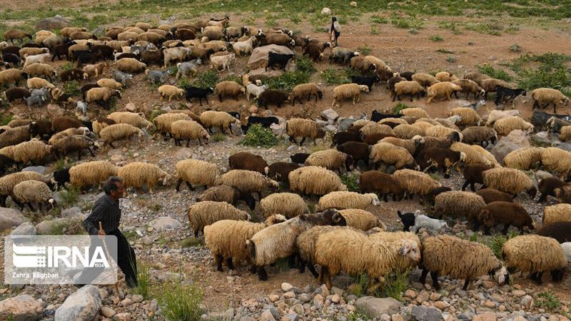 خراسان شمالی خواستار اصلاح ساختار بازار نهاده و شیر خام شد