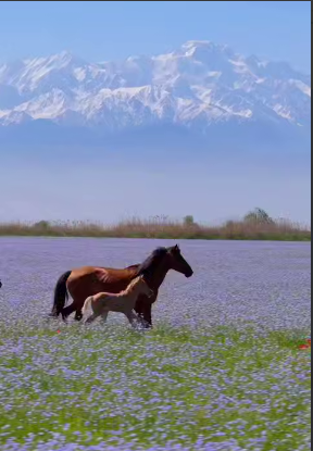 گردش اسب ها در طبیعت زیبای بهاری