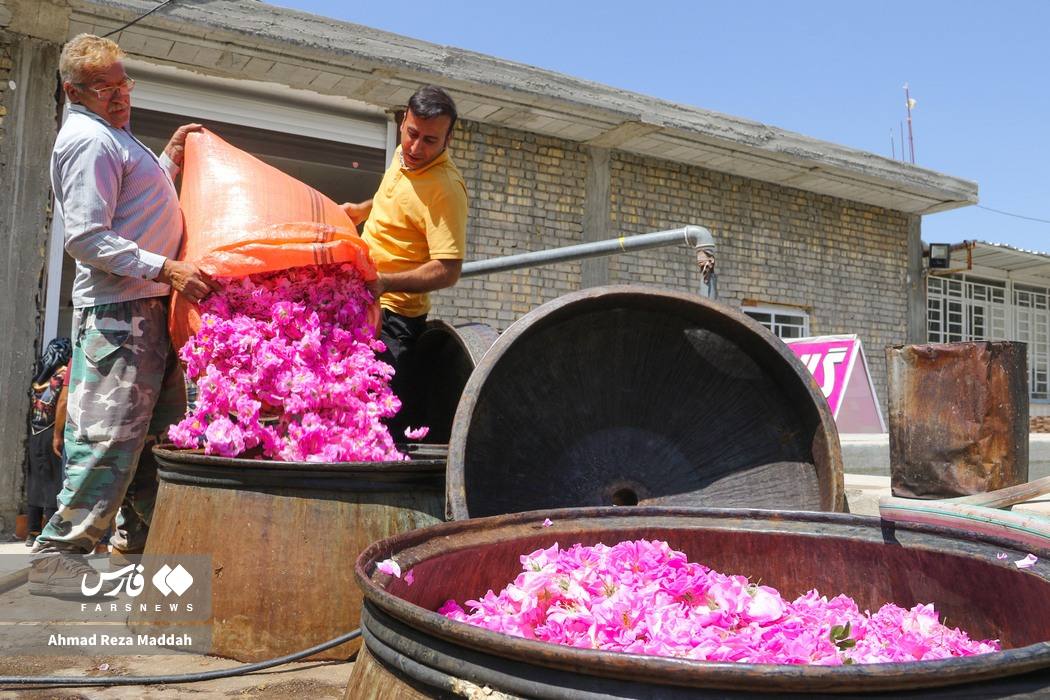 عکس/ فارس مدهوش از عطر گل و گلاب