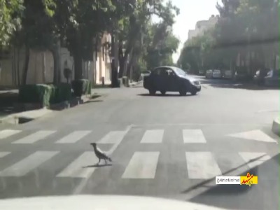 عبور کلاغ با فرهنگ از خط عابر پیاده!