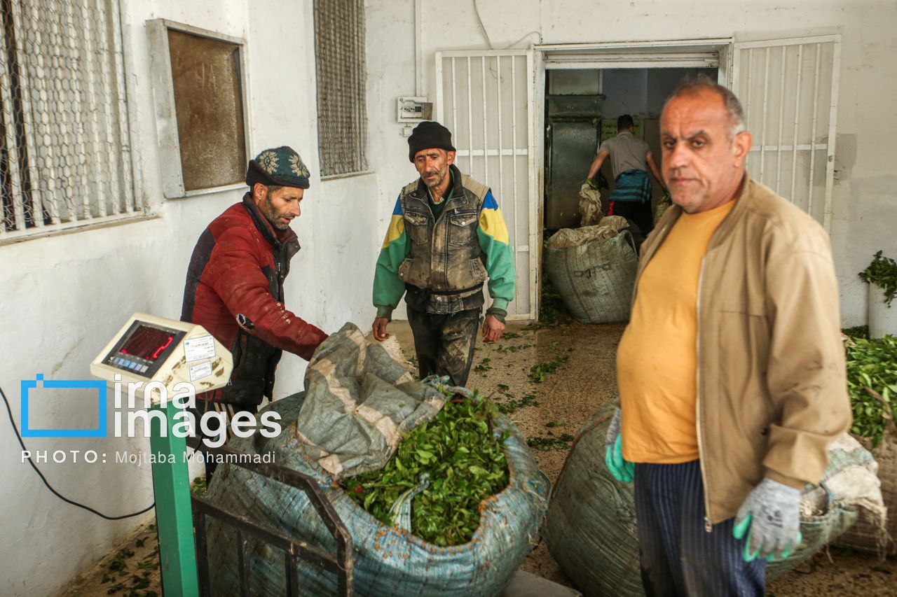عکس/ کاشت و برداشتِ چای ایرانی
