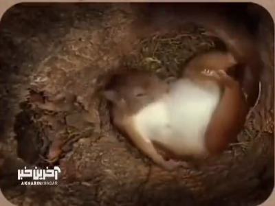 لحظه ثبت شده با دوربین مخفی از زایمان سنجاب
