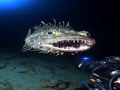 کشف موجودات عجیب در اعماق اقیانوس