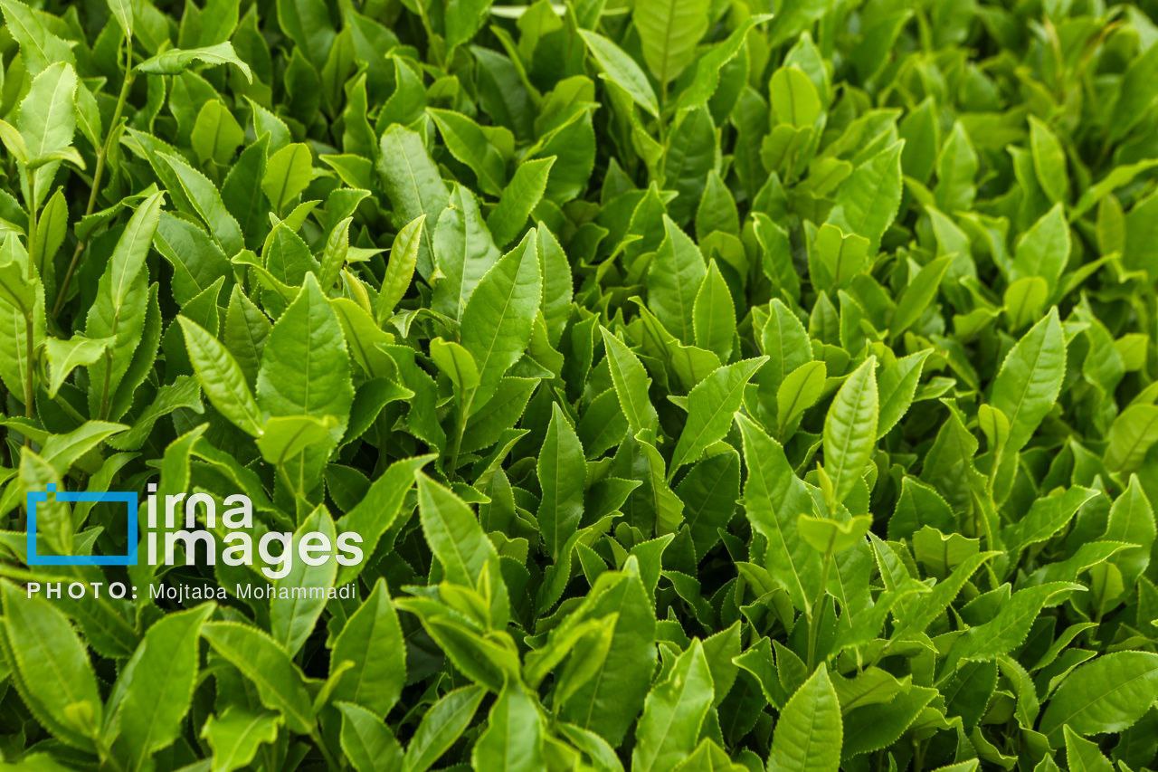 عکس/ کاشت و برداشتِ چای ایرانی