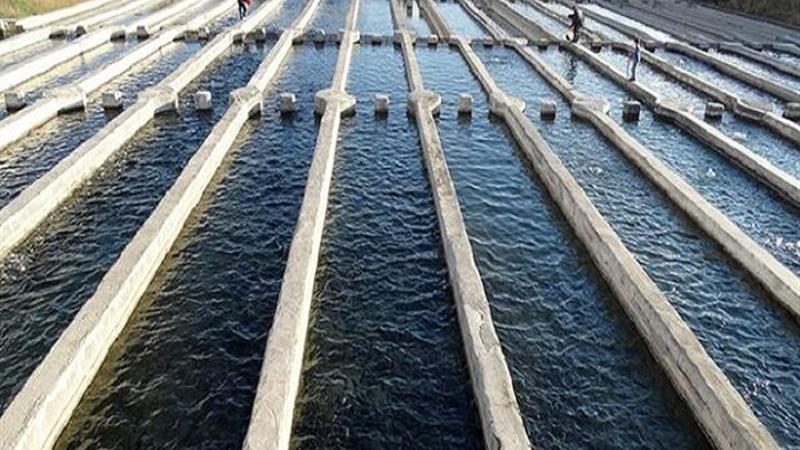 توسعه پرورش ماهی در استخرهای کشاورزی استان بوشهر