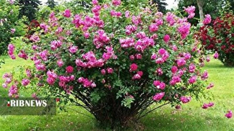 برداشت گل محمدی از گلستانهای بروجرد