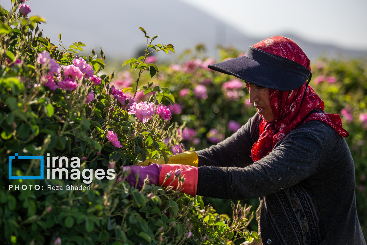 برداشت گل محمدی از گلستانهای آذربایجانغربی آغاز شد