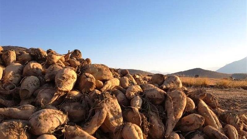 برداشت چغندر قند به بیش از ۶ هزار هکتار در مزارع سرپلذهاب رسید