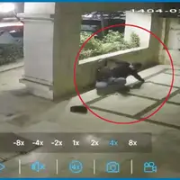 «عنکبوت طلایی» در بولوار سجاد مشهد مصدوم شد!