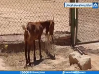 بزی که بره آهو را به فرزندی پذیرفت!