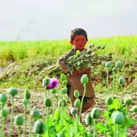 بازگشت تریاک افغانستان و پاکستان به پشت مرزهای ایران