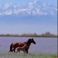 گردش اسب ها در طبیعت زیبای بهاری