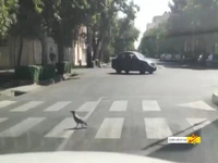 عبور کلاغ با فرهنگ از خط عابر پیاده!